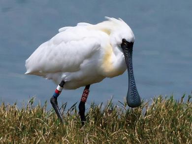 クロツラヘラサギの写真