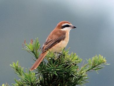 アカモズ（亜種アカモズ）の写真