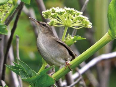 ウチヤマセンニュウの写真