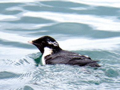 ウミスズメの写真