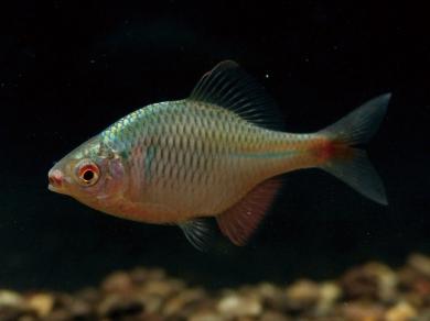 ニッポンバラタナゴの写真