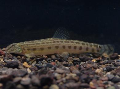 ハカタスジシマドジョウの写真