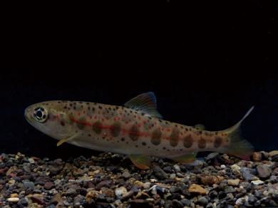 サツキマス（アマゴ）の写真