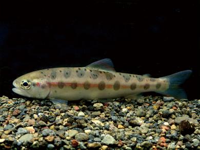 サクラマス（ヤマメ）の写真