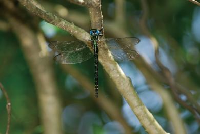 ネアカヨシヤンマの写真