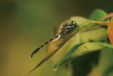 フタスジサナエの写真