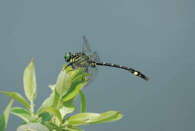 ナゴヤサナエの写真