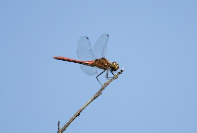 アキアカネの写真