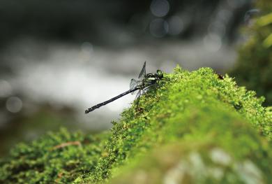 クロサナエの写真
