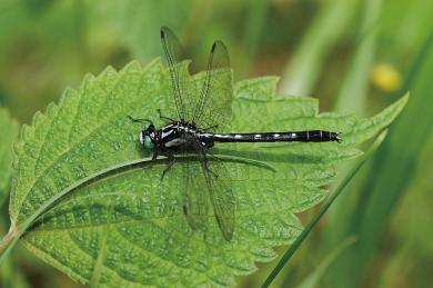 タベサナエの写真