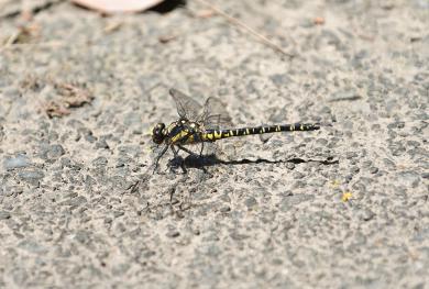 ムカシヤンマの写真