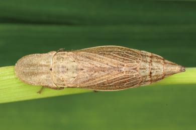 フクロクヨコバイの写真