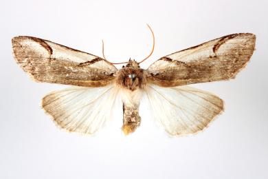 サカハチトガリバの写真