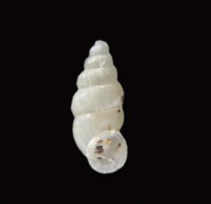 スジケシガイの写真