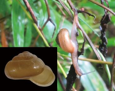 ナカヤママイマイの写真