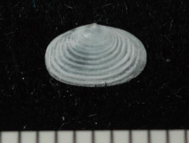 オキナノエガオの写真