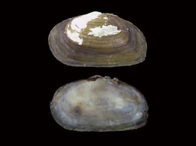 ハナグモリの写真