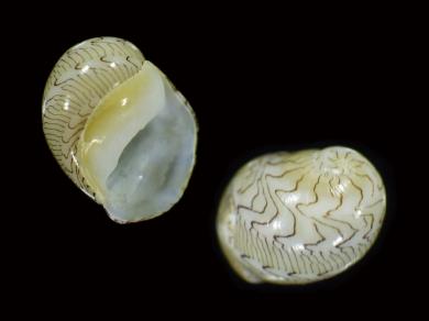 ウミヒメカノコの写真