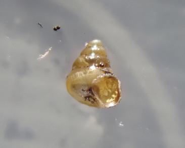 クチマガリスナガイの写真