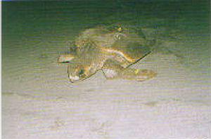 画像：四肢にヒレを持つカメ。アカウミガメ。産卵のため海岸にあがっている。