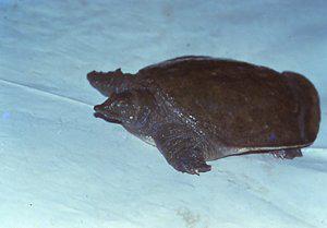 種の解説 福岡県レッドデータブック 種の解説 福岡県レッドデータブック