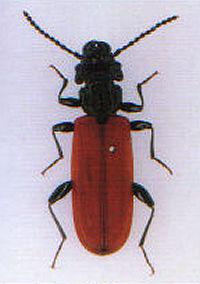 画像：体は著しく偏平で、黒色で上翅だけが光沢のない赤色の昆虫。エゾベニヒラタムシ。
