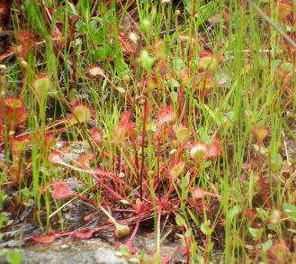画像：赤い粘毛を付けた葉をもつ植物。モウセンゴケ。地面に生えている。