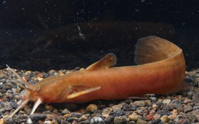 画像：円筒形の細長い体型で、やや赤色がかった体色の魚。アカザ。