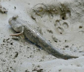 画像：灰褐色の体で、眼球が頭頂部に突き出て左右がほぼ接している魚。トビハゼ。泥の上にいる。