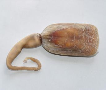 画像：褐色の殻と肉茎を持つシャミセンガイ。オオシャミセンガイ。
