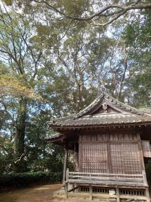 イチイガシ群落の写真