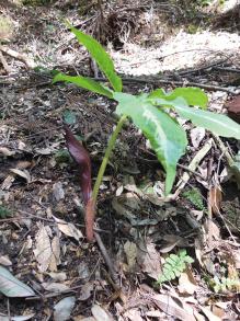 キリシマテンナンショウの写真