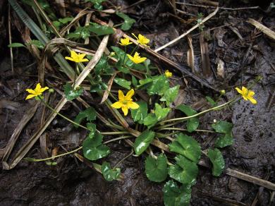 コバノリュウキンカの写真