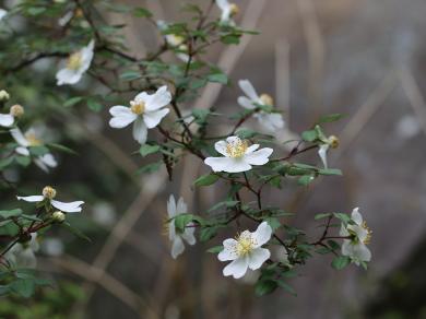 モリイバラの写真