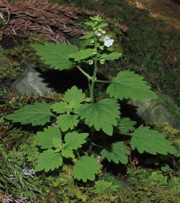 ミヤマナミキの写真