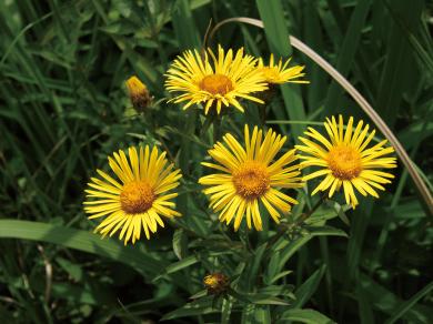 カセンソウの写真