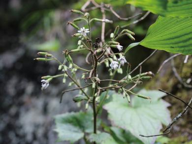 フクオウソウの写真