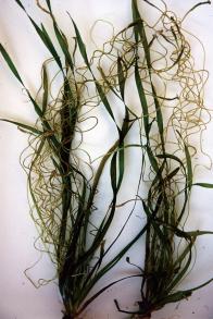 セキショウモの写真