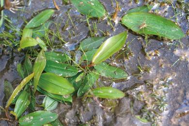 ヒルムシロの写真