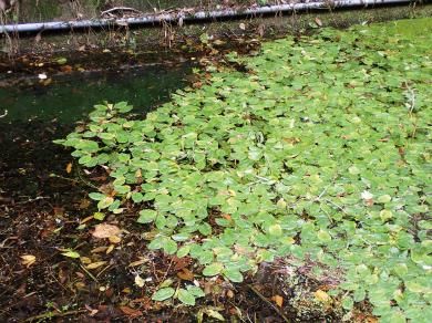 フトヒルムシロの写真