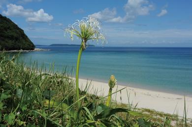 ハマオモトの写真