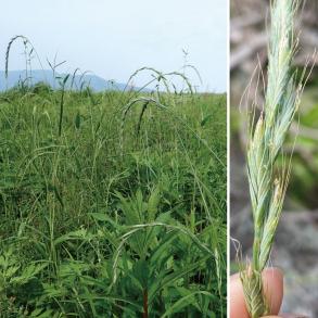 オニカモジの写真