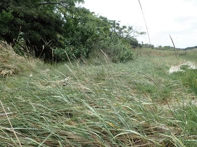 ハマニンニクの写真