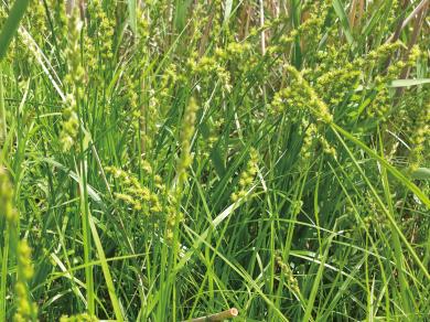 ヤガミスゲの写真