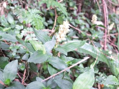 ツユクサシュスランの写真