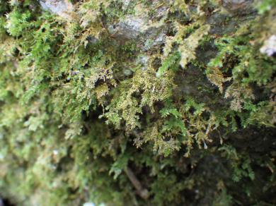 キブリハネゴケの写真