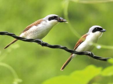 チゴモズの写真