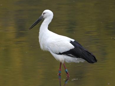 コウノトリの写真