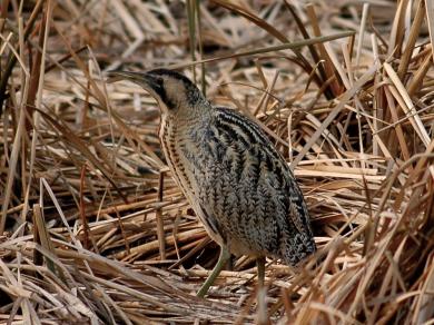 サンカノゴイの写真