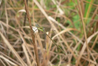 コバネアオイトトンボの写真